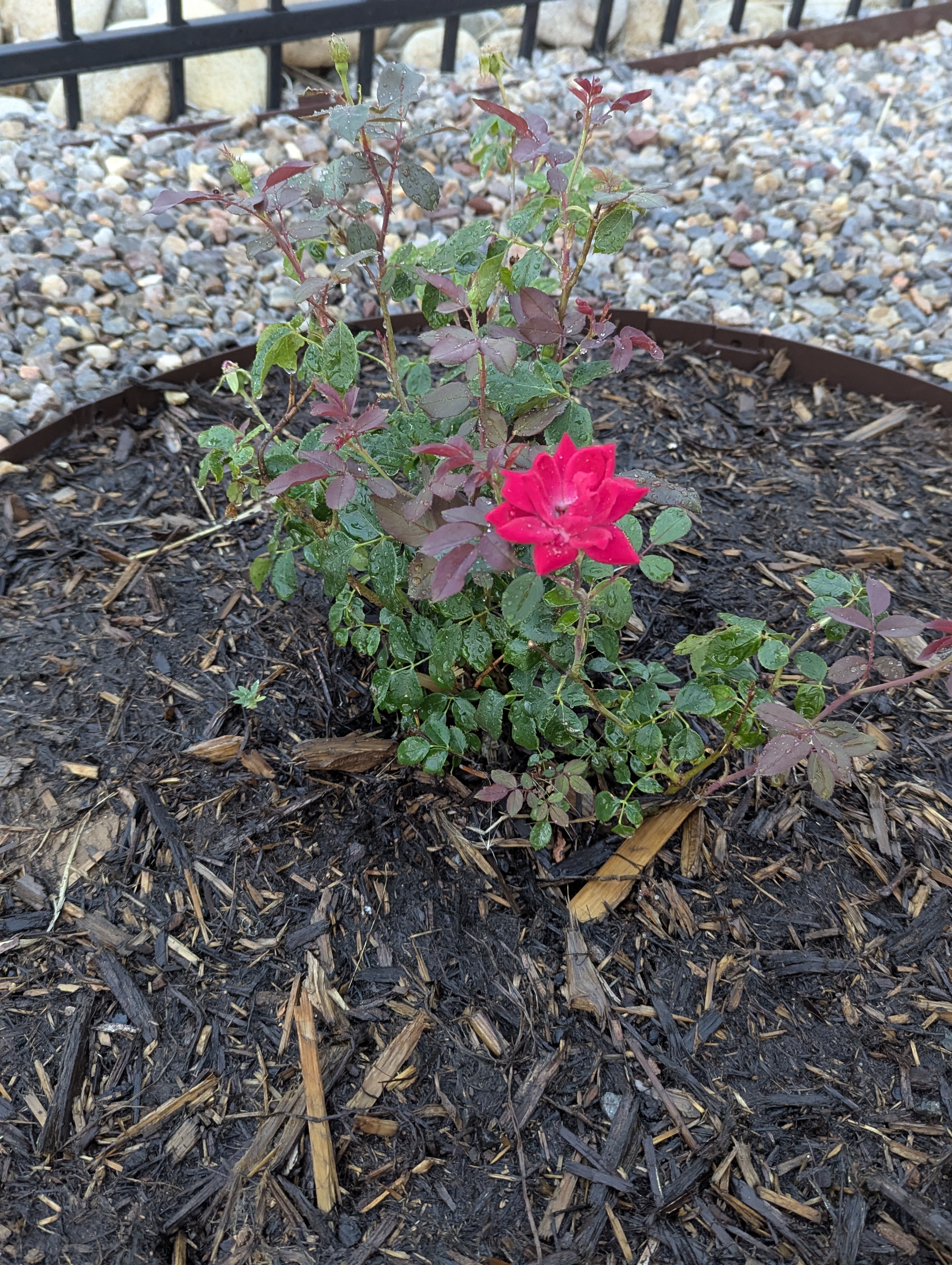Garden, Morrison, Colorado